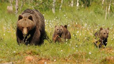 Florida Black Bears  The Nature Conservancy