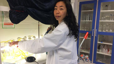 Ikumi Umetani ved Universitetet i Sørøst-Norge har brukt flere år på å studere mikroalger i ferskvann. Nylig disputerte hun for doktorgraden.