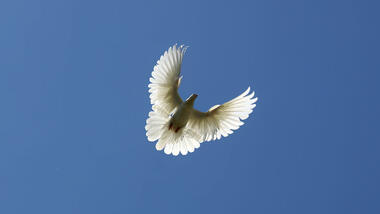 A white pigeon. Photo: Colourbox