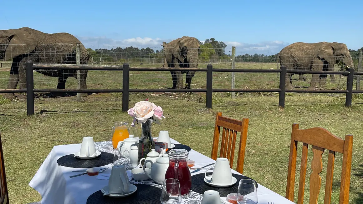 Flere elefanter foran et dekket bord