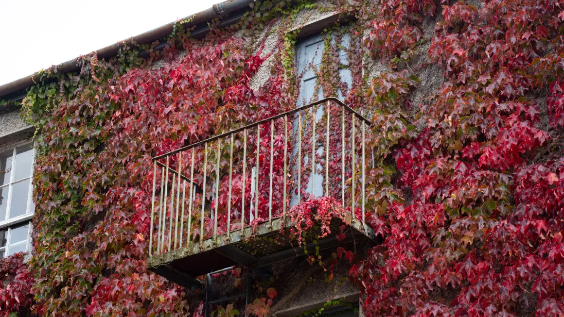 Planter som vokser på husvegg