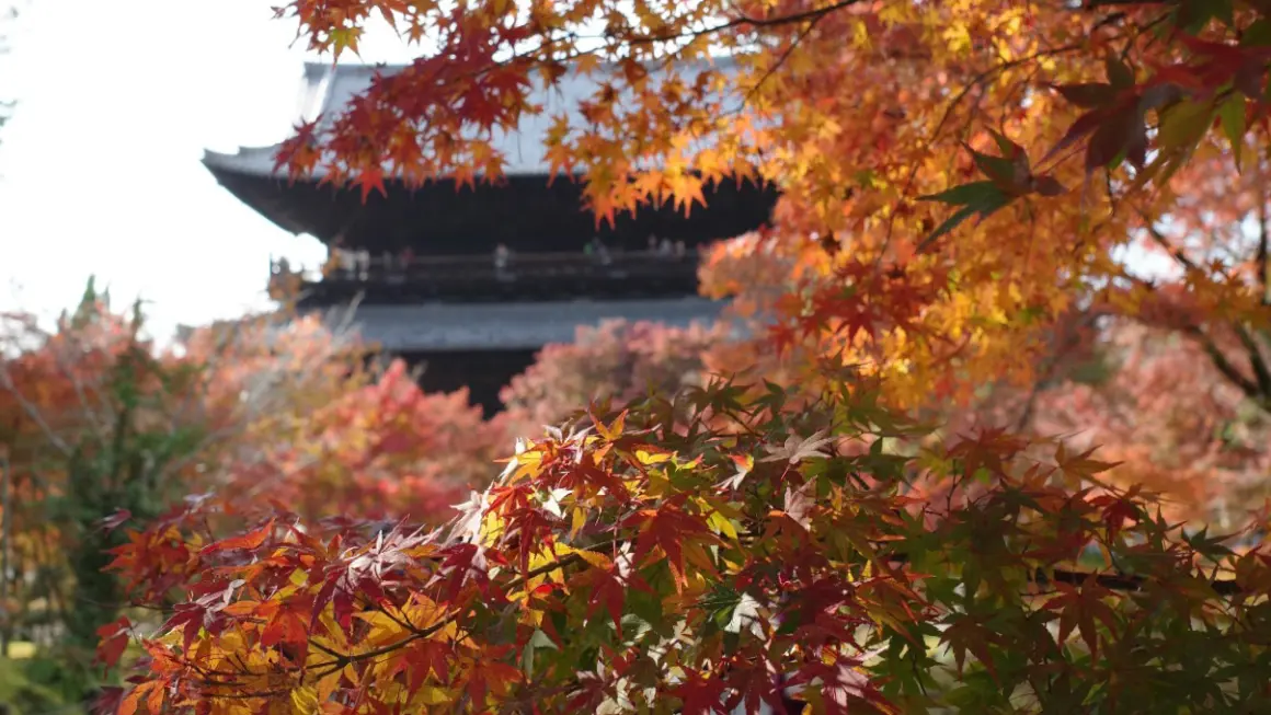 Løvtre med høstfargede blader