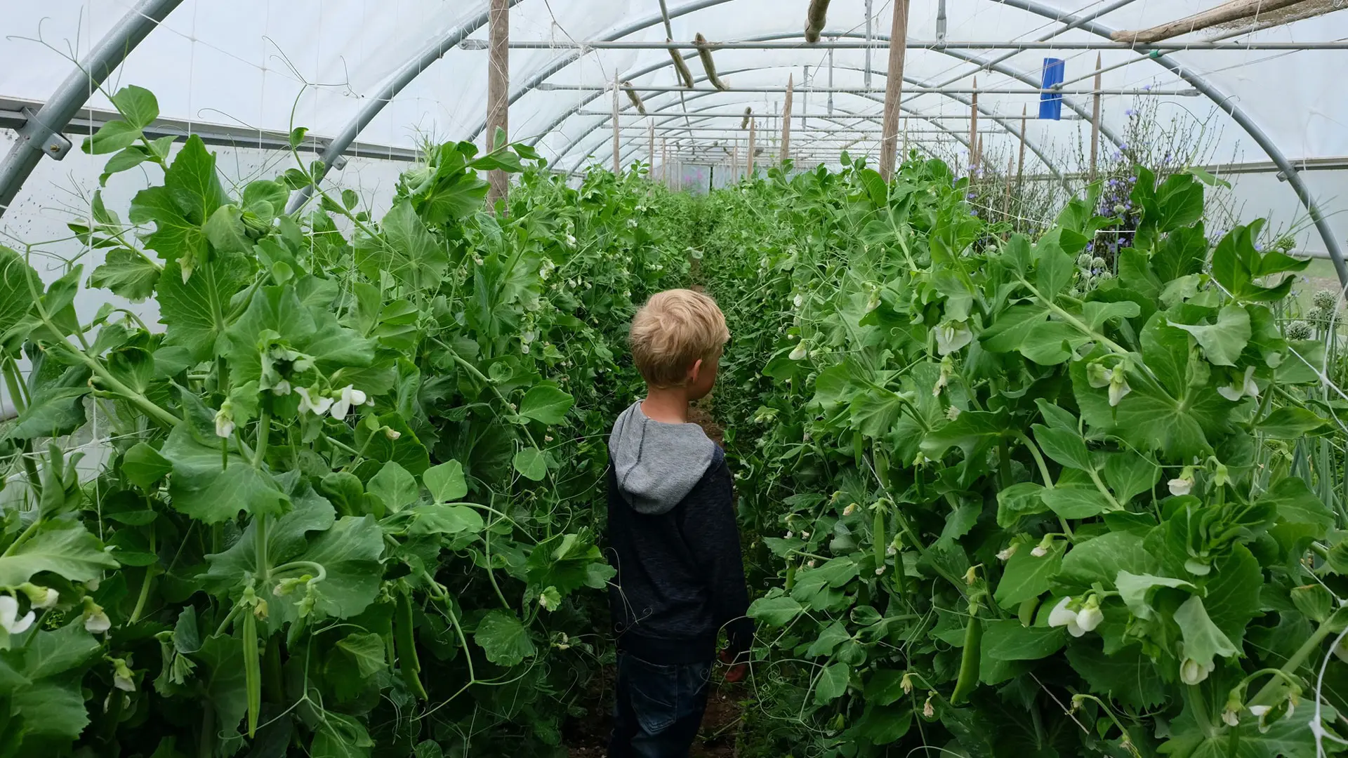 liten gutt blant bugnende sukkerertplanter
