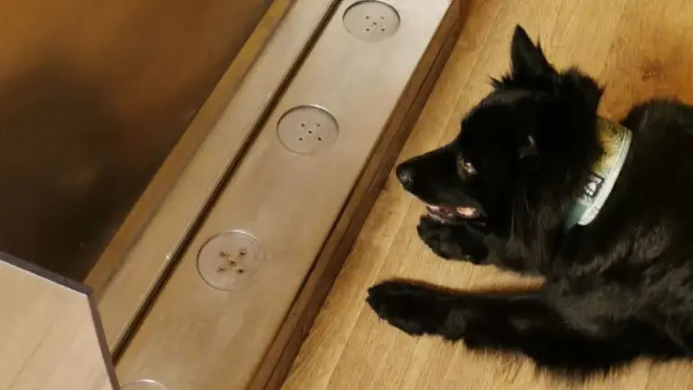 Hunden Akira markerer