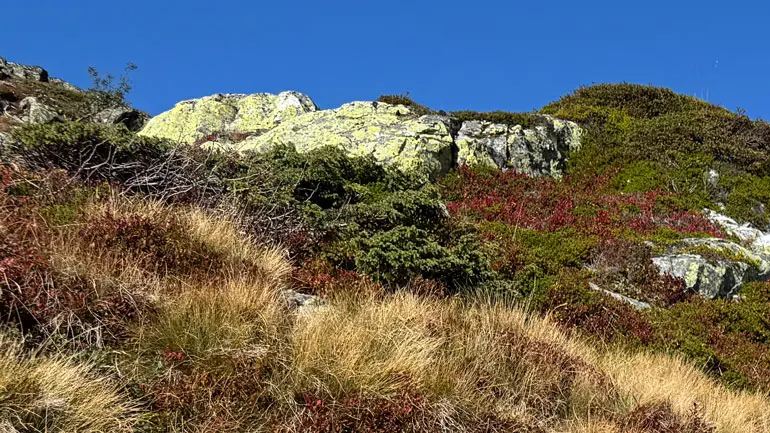 Bilde fra høstnatur på Lifjell