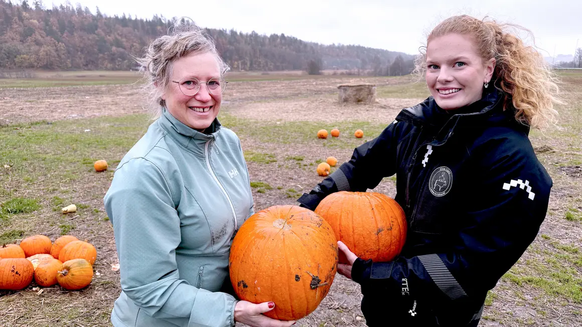 UNNGÅ MATSVINN: Forsker Susanne Moen Ouff (til venstre) og odelsjente Solveig Eline Eikeberg håper flere bruker hele gresskaret etter halloween. (Foto: An-Magritt Larsen) Portrett av forsker Susanne Moen Ouff og odelsjente Solveig ELine Eikeberg p Hem gård sttående i åkeren med hvert sitt gresskar i hendene og smiler til kamera.